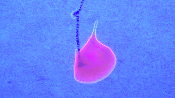 化工UV膠水檢測